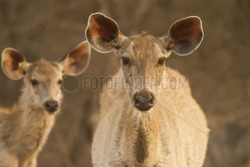 Sambar deer female and young Ranthambore NP India