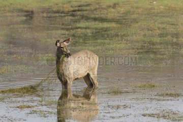 Sambar deer feeding in a lake Ranthambore NP India