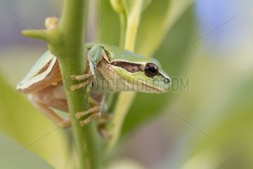 Southern tree frog on stem France