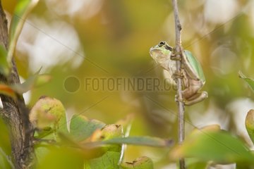 Southern tree frog on a branch and leaves France