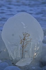 Ice plant on the beach of Anthy Lake Geneva Alpes France