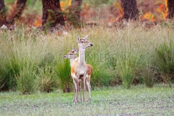 Female and young red deer on a drained lake France
