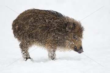 Young Boar standing in the snow Bayerischer Wald Germany
