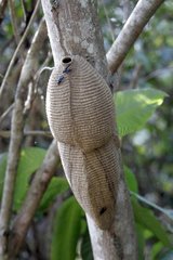 Wasps nest on a tree in the woods Pantanal Brazil