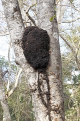Ants nest on a tree in the woods Pantanal Brazil