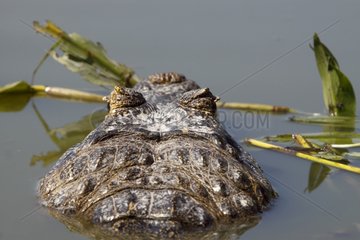 Jacare Caiman on the lookout in the water Pantanal Brazil