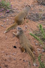 Yellow Mongooses playing on sand Kgalagadi South Africa