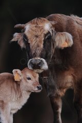 Cow and calf in the Massif des Albères Pyrénées France