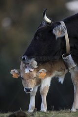 Cow licking its calf Massif des Albères Pyrénées France