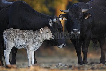 Cow and bull calf Massif des Albères Pyrénées France