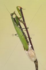 Praying Mantis laying eggs on a twig France