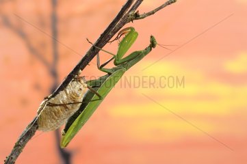 Praying Mantis laying eggs on a twig France
