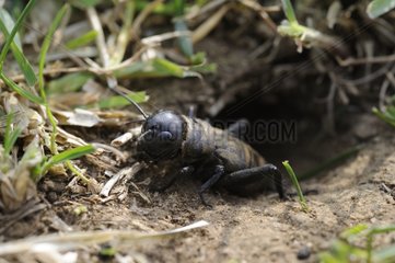 Young Field Cricket at the entrance to its burrow France