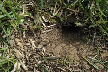 Field Cricket burrow France