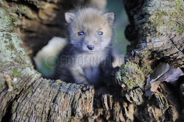 Young red fox in a hollow trunk France