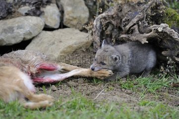 Young red fox and hare carcass France