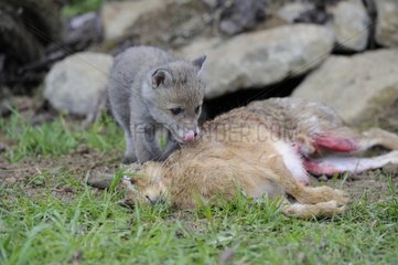 Young red fox and hare carcass France