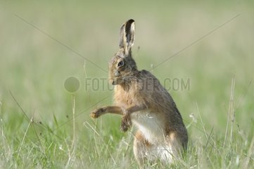 European hare in the grass grooming France