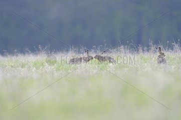 European hares in the grass France