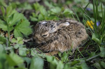 Young European hare in the grass France