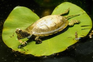 European Pond Turtle in Corsica