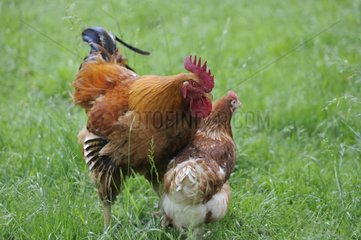 Rooster and Hen on the grass Lorraine France