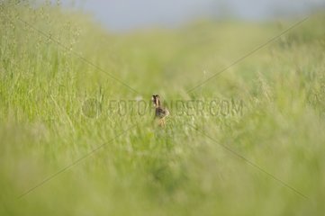 European hare in a spring meadow France