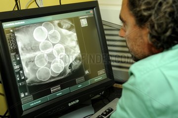 An X-ray examination of female ready to lay Turtle