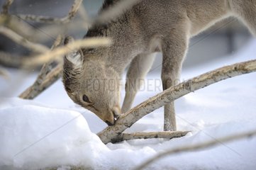 Sika deer eating bark in winter Hokkaido Japan