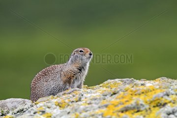 Arctic Ground Squirrel on a rock in Alaska