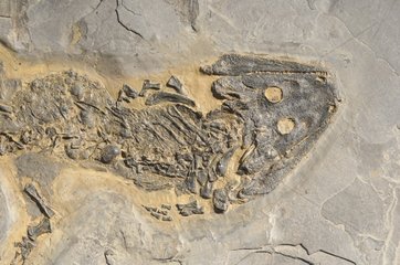 Fossil in the Miguasha NP Gaspesie Quebec