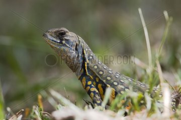 Common Butterfly Lizard in the grass in Thailand