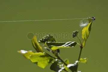 Spider wire hanging from a sheet Jura France