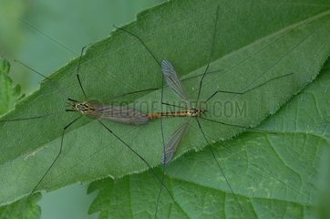Mosquitoes ​​mating on a leaf