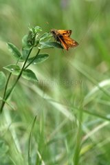 Large Skipper on a plant in a meadow France