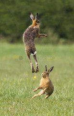 Brown hares boxing in autumn GB