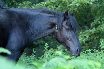 Pony Merens undergrowth summer Pyrenees France