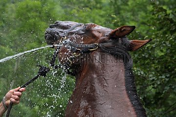 Shower of a saddle horse in a meadow in summer Pyrenees