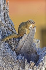 Smith's squirrel on a tree trunk Etosha Namibia