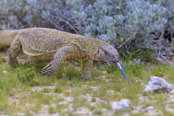 Nile monitor lizard hunting in vegetation Namibia Etosha