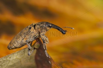 Snout Beetle on dead leaf France