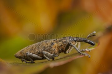 Snout Beetle on a leaf France