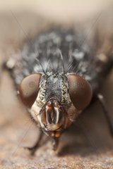 Portrait of Face Fly France