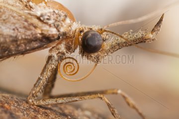 Portrait of Snout moth France