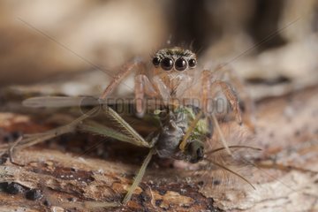 Jumping Spider eating a Chironomus France
