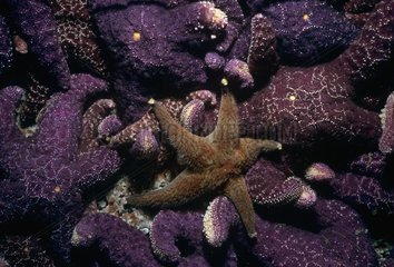 Ochre Sea stars feeding on barnacles Vancouver North Pacific