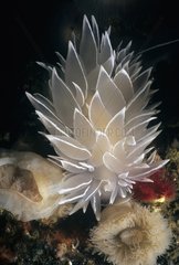 White-lined Dirona Nudibranch Queen Charlotte Strait Canada