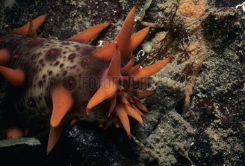 Mouth of Giant California Sea Cucumber Vancouver Canada