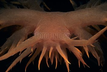 Giant Dendronotid Nudibranch Vancouver Canada