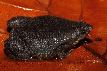 Flashy Narrow-mouth Frog Savanne de Matiti French Guiana